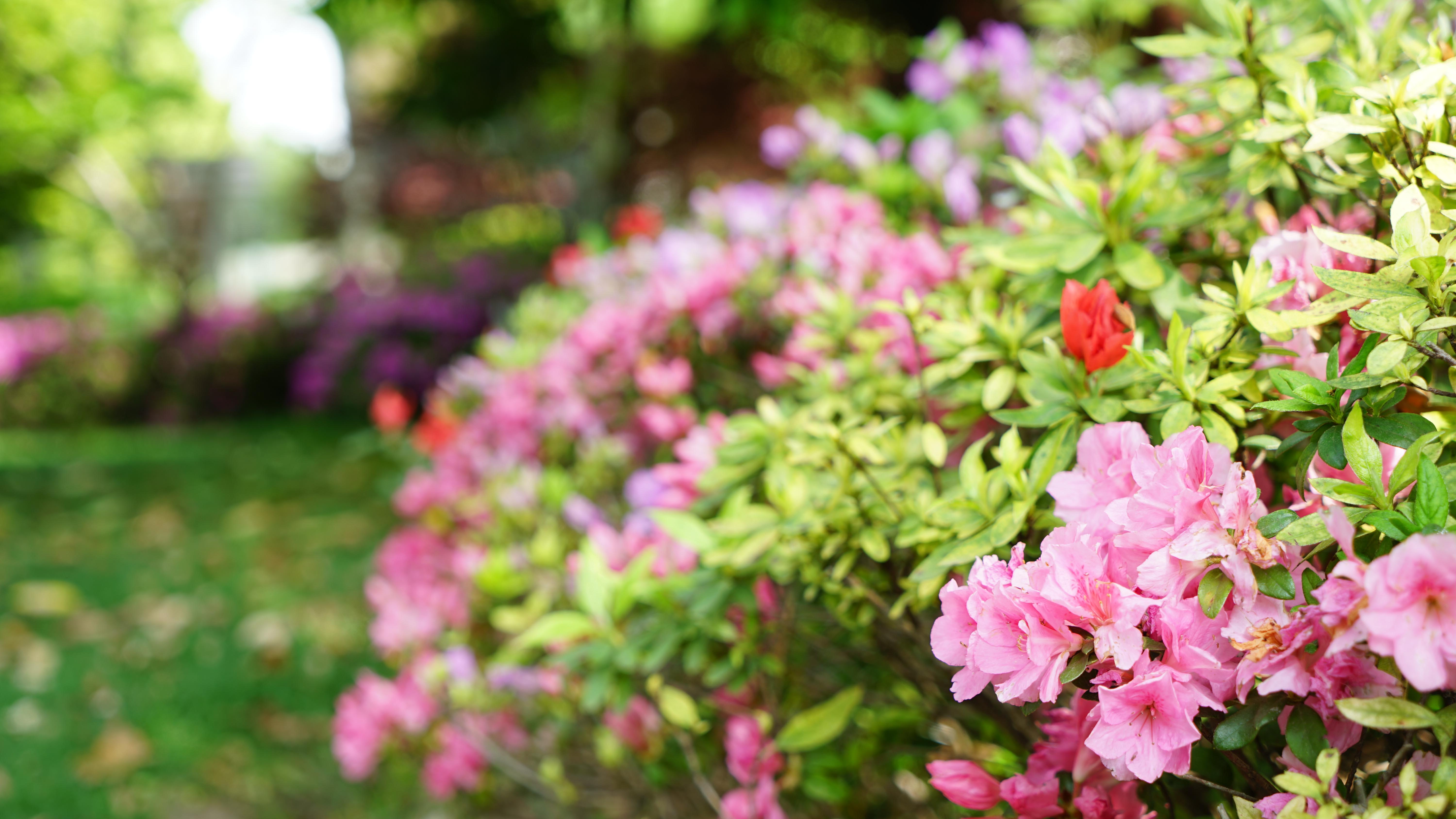 杜鹃花卉_2020 (6)_2.jpg