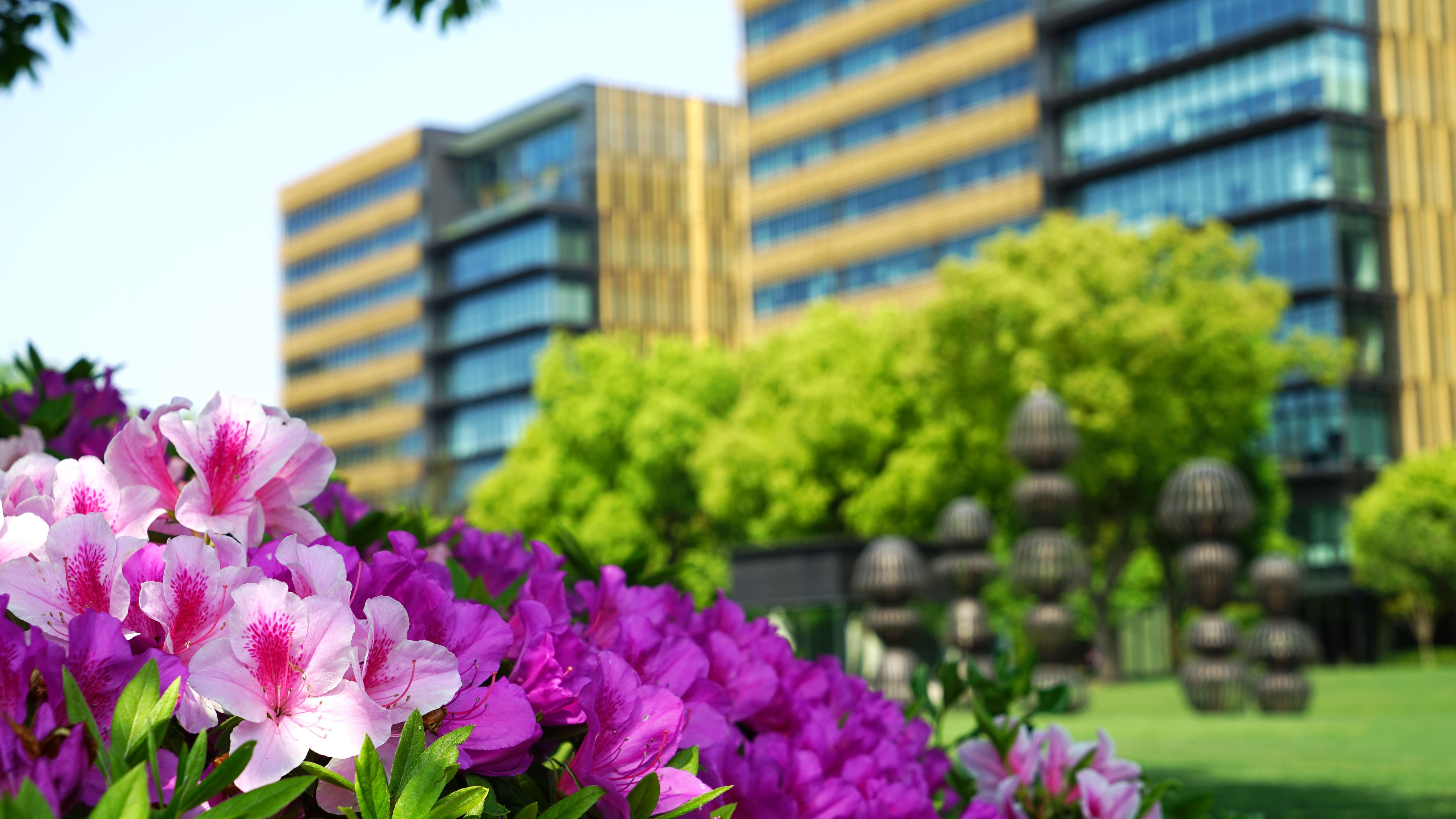 杜鹃花卉_2020 (15)_2.jpg