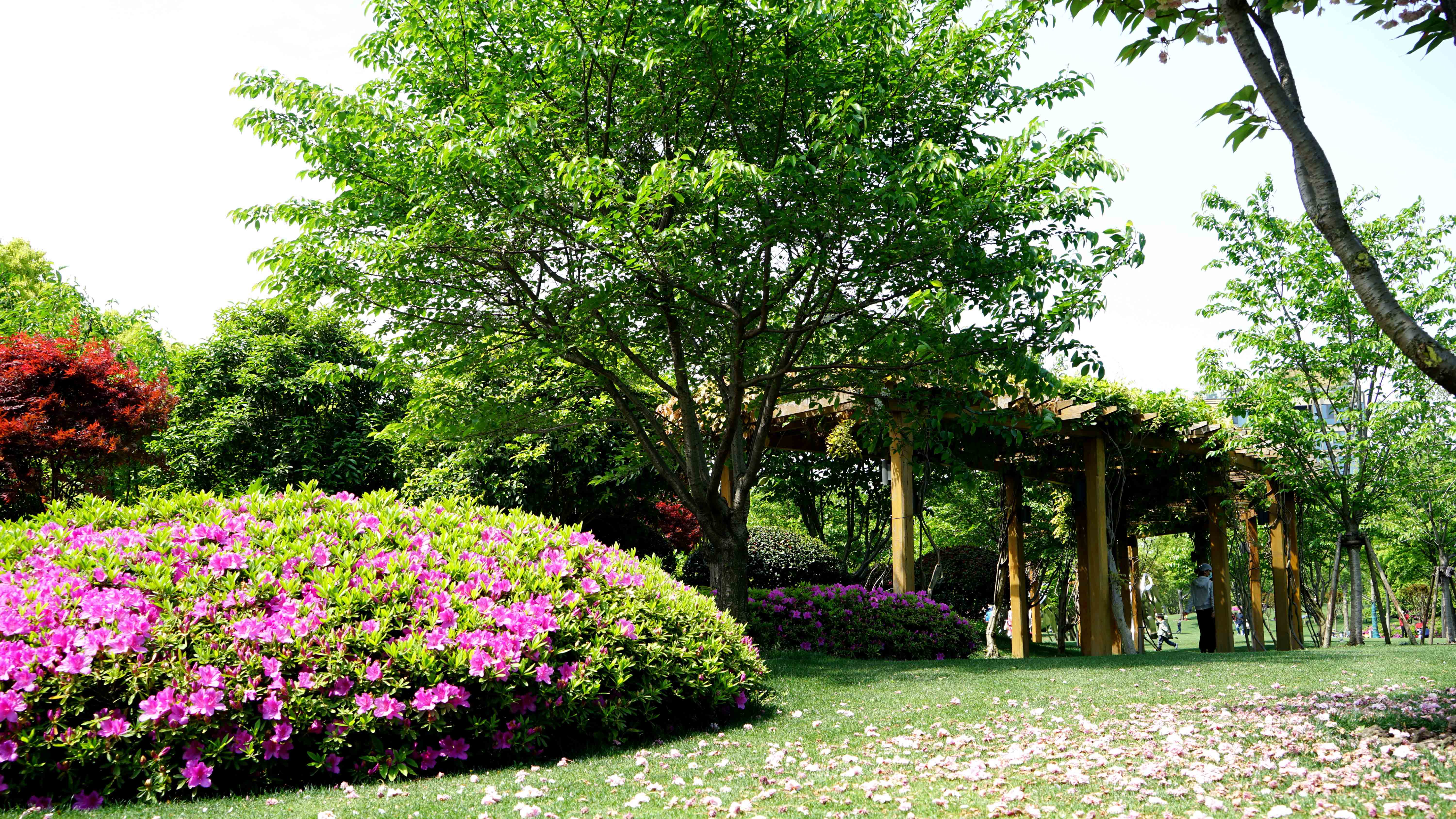 杜鹃花卉_2020 (19).jpg