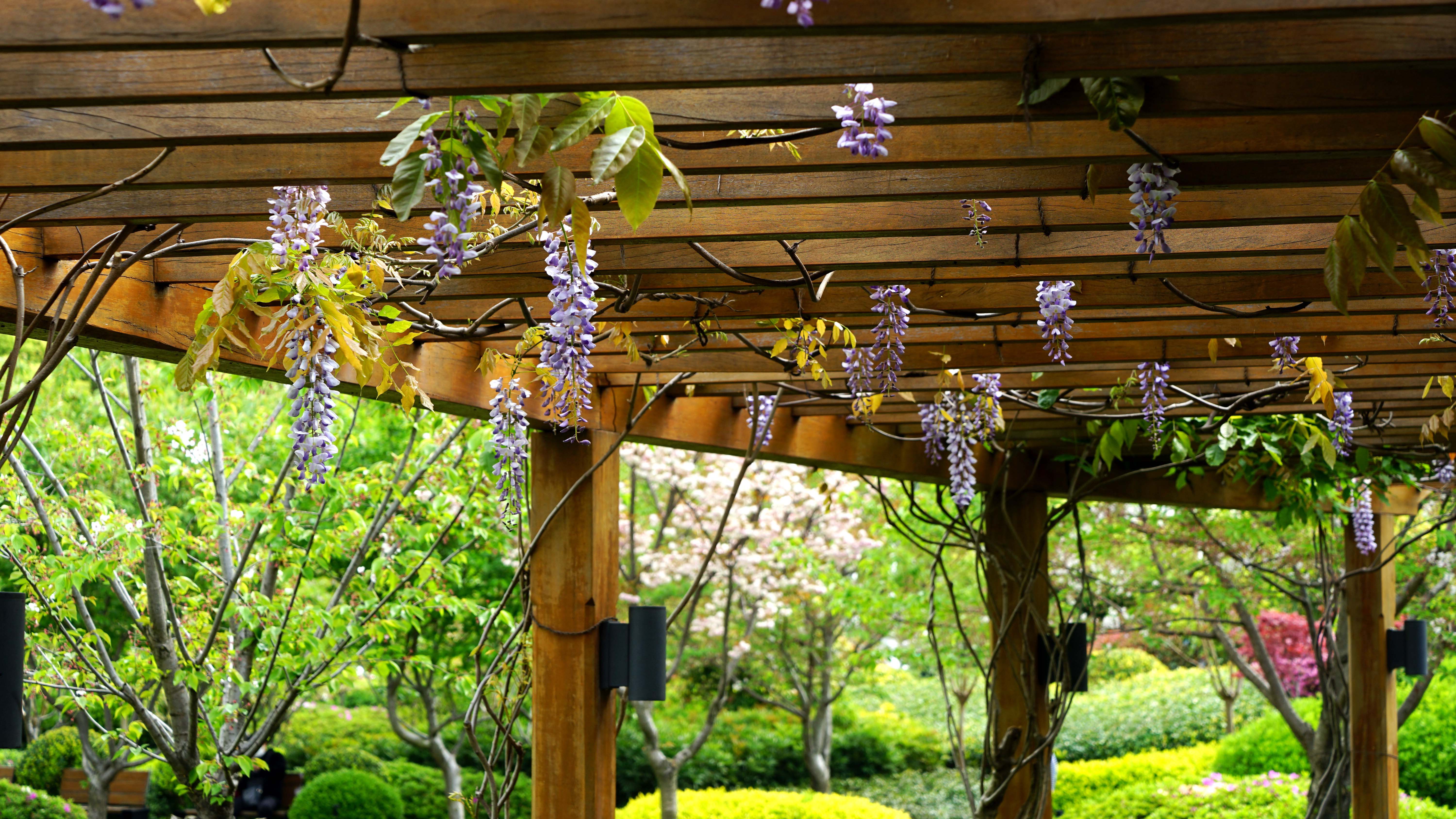 紫藤花卉 (3)_2.jpg
