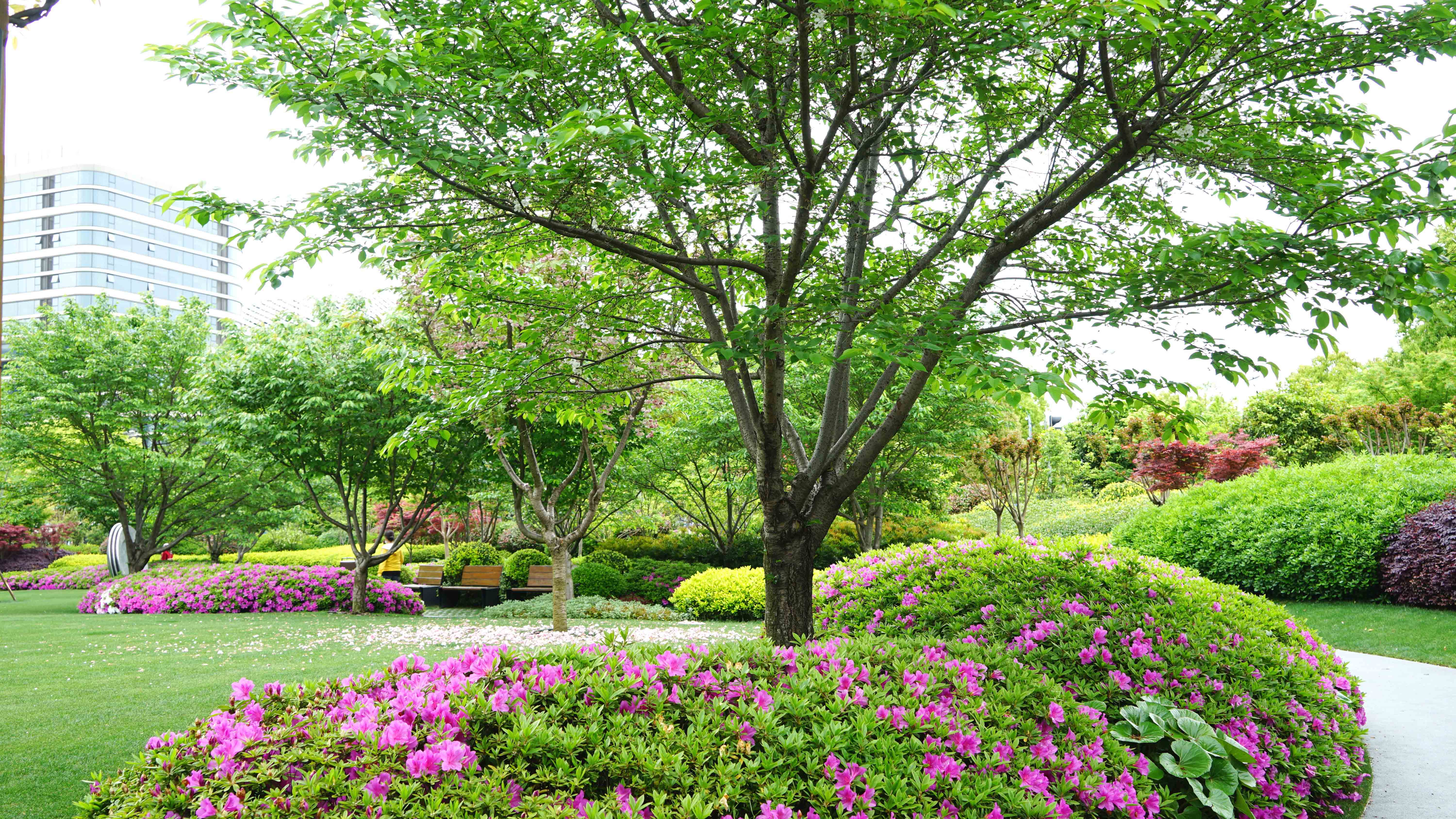 杜鹃花卉_2020 (11).jpg