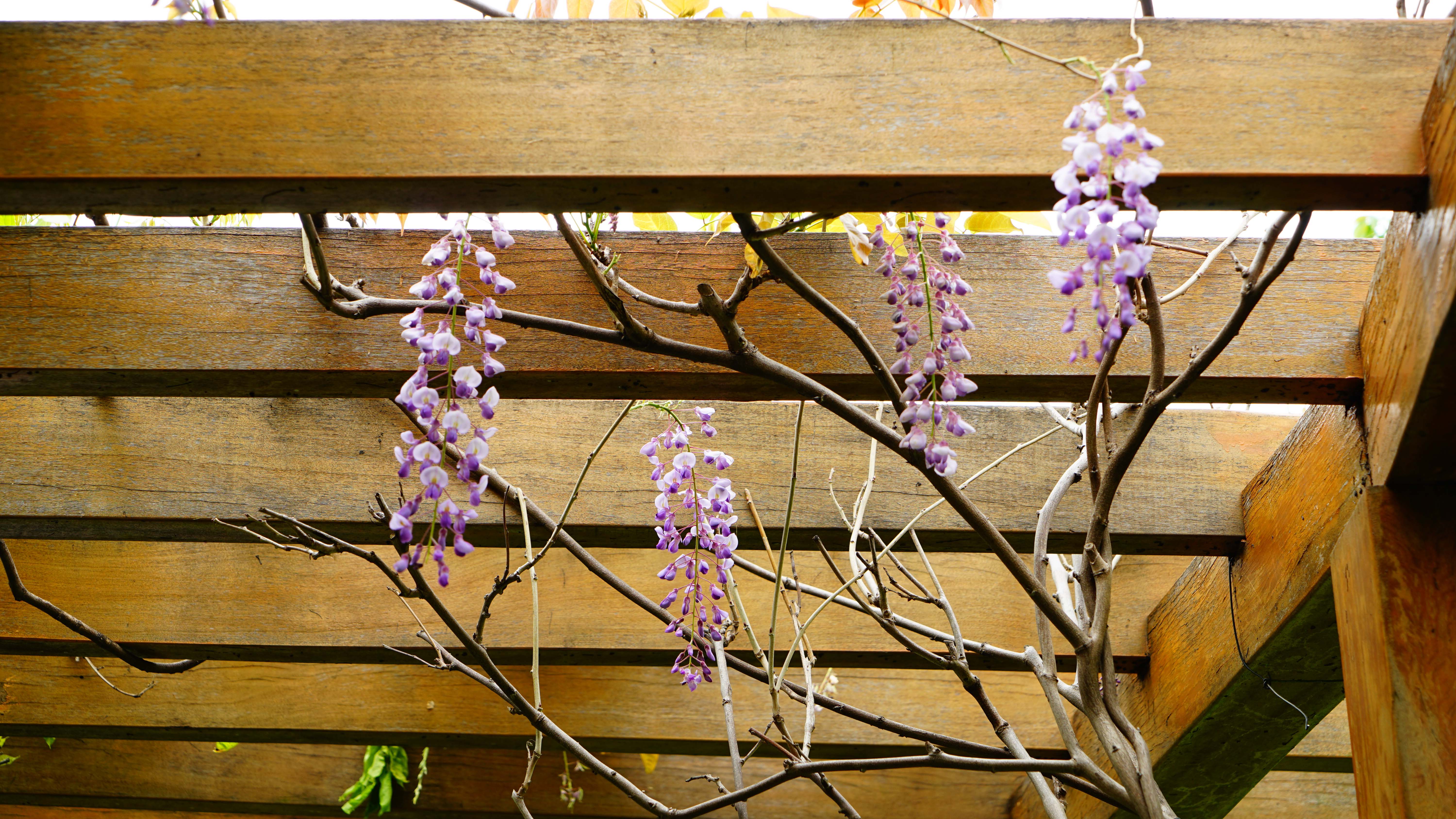 DSC00658_1.jpg