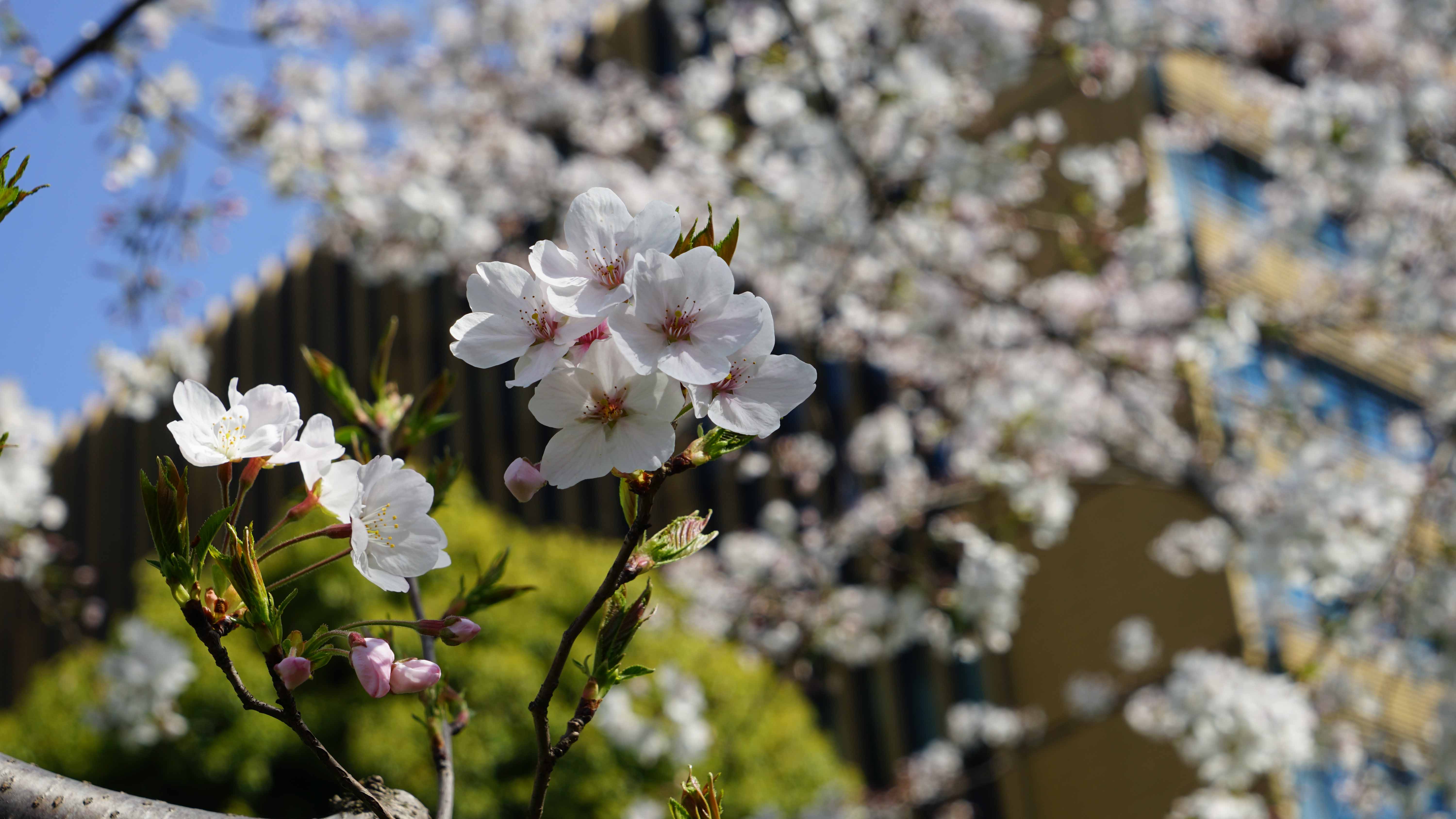 DSC08276.jpg
