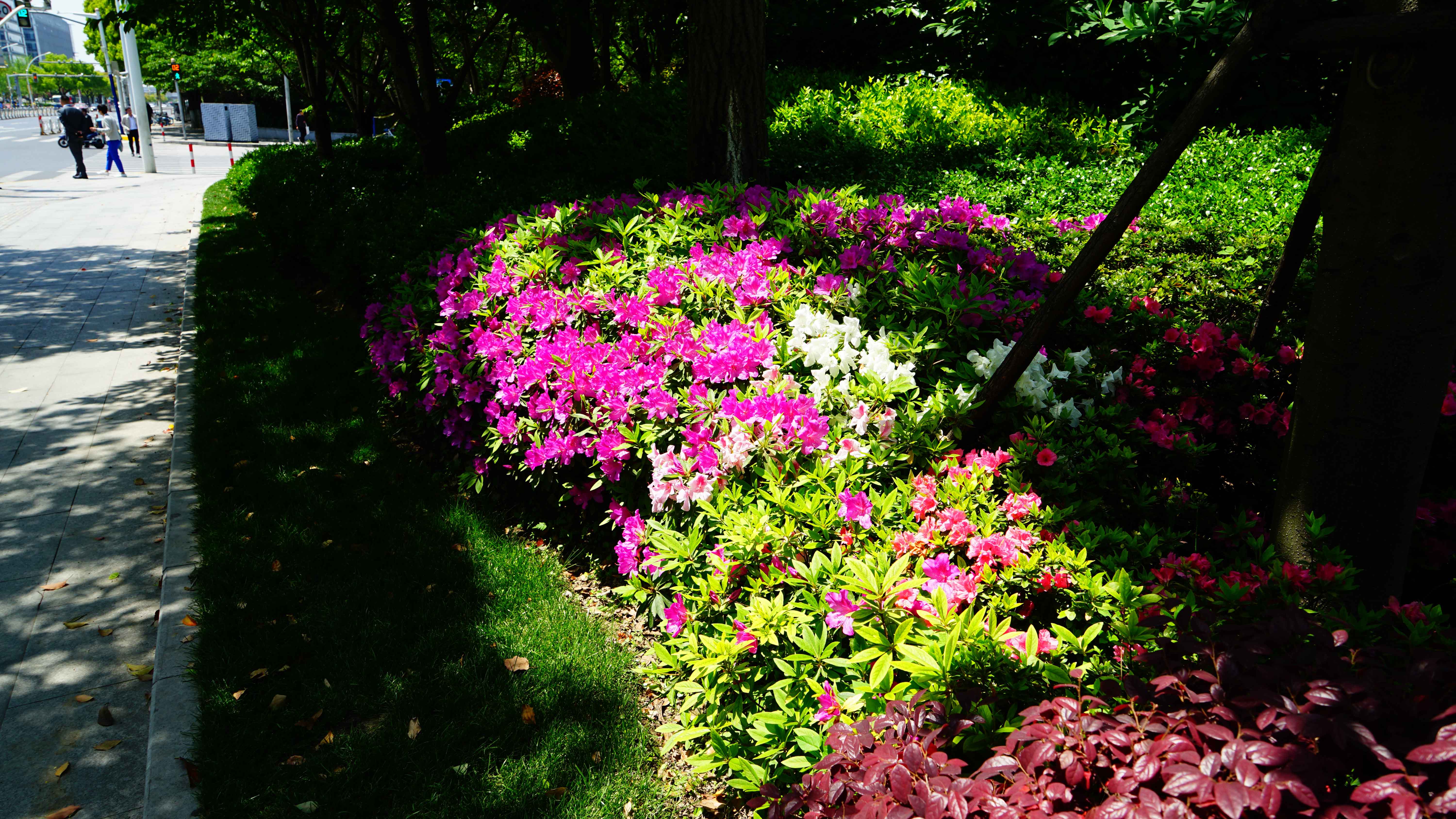 DSC00941.jpg