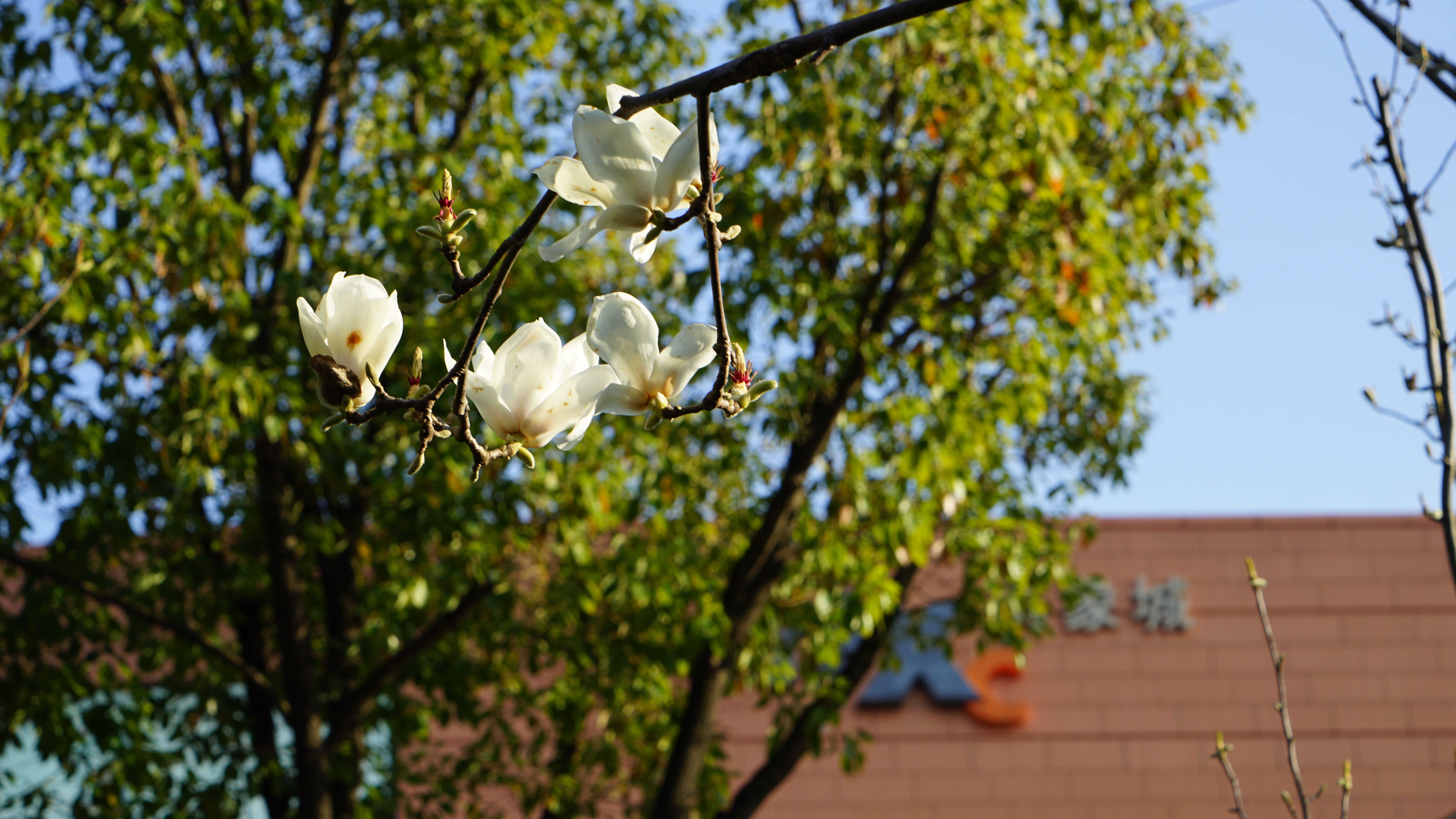 DSC06136.jpg