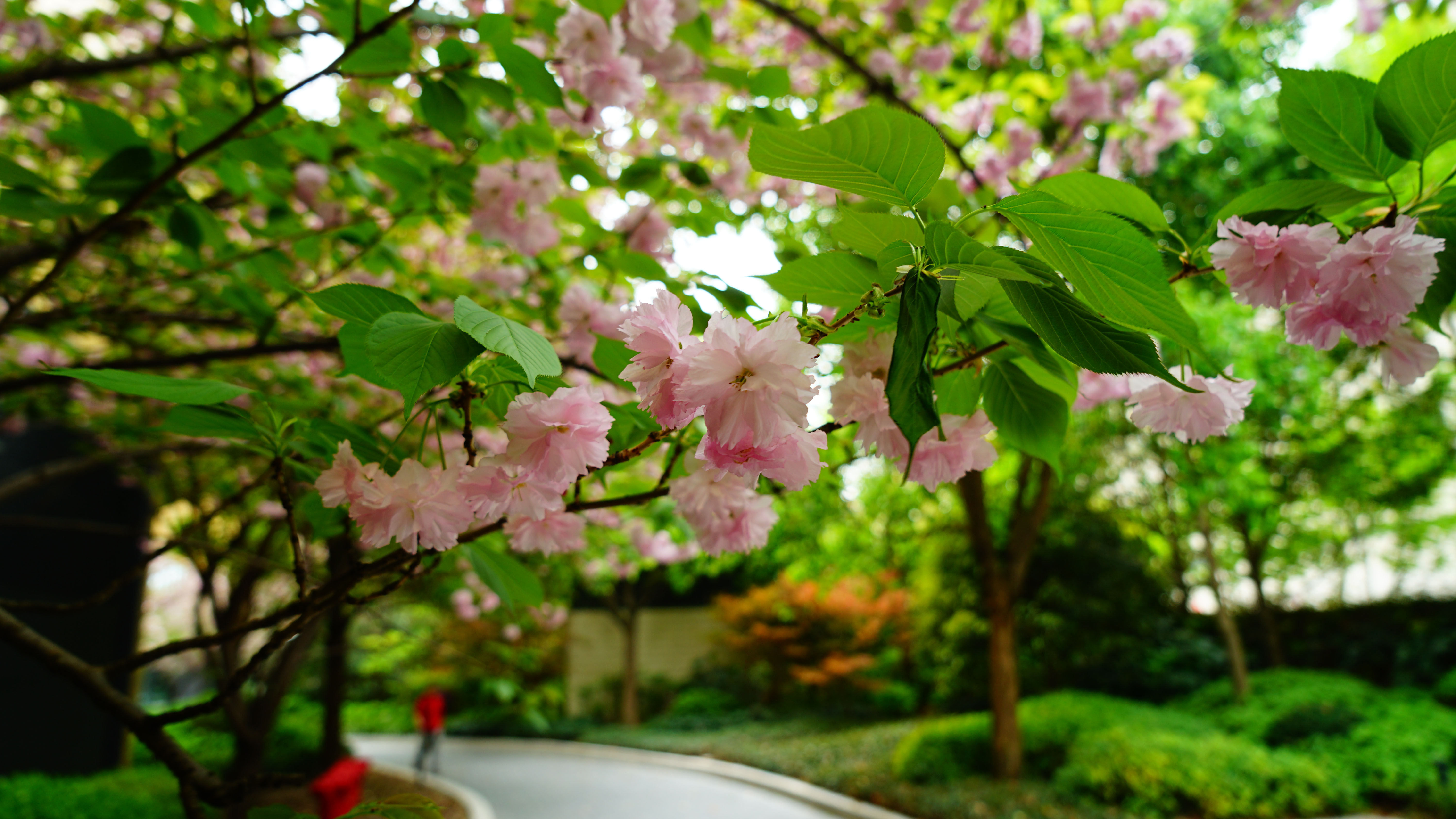 DSC00359.jpg