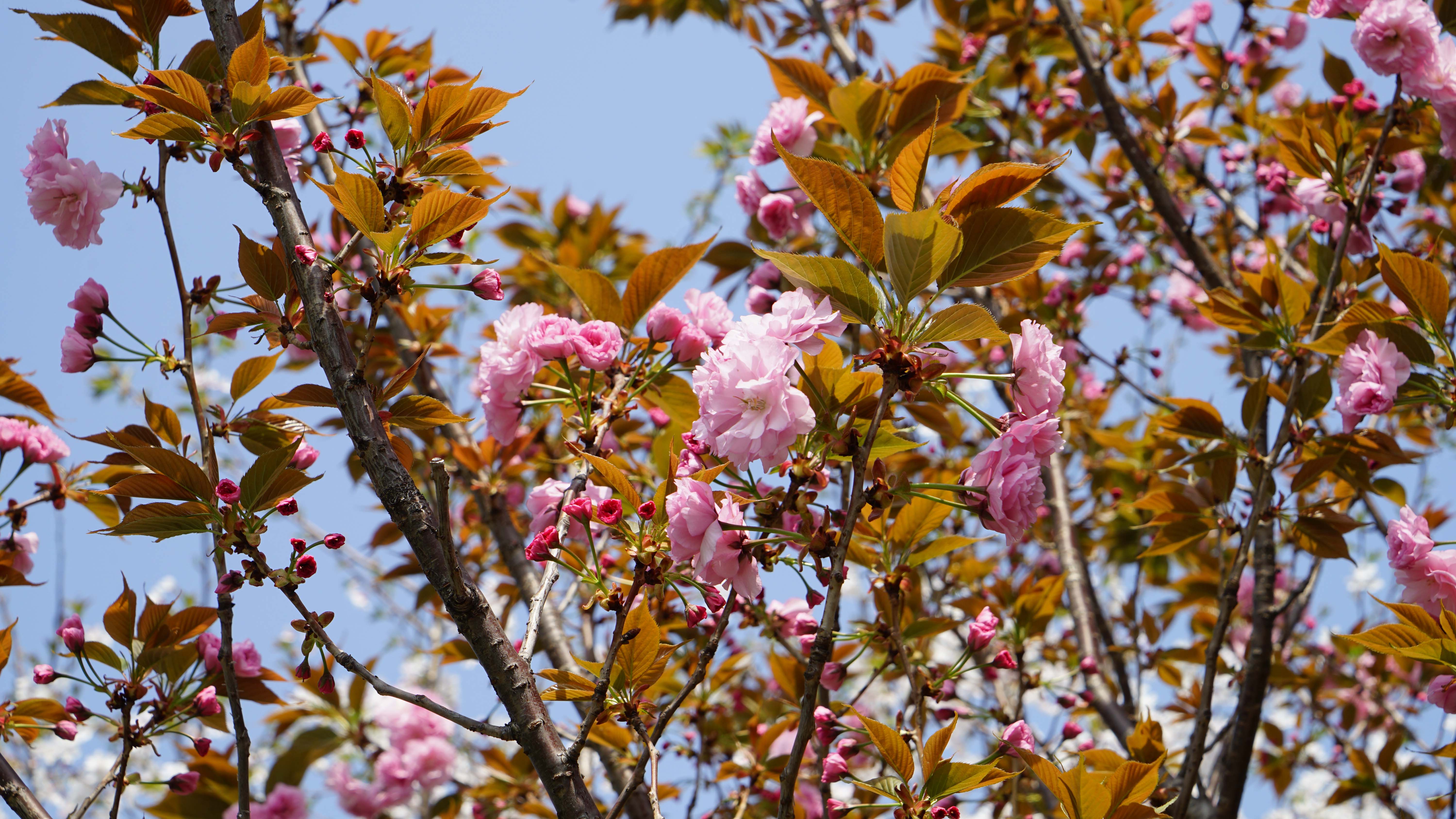 DSC08846_1.jpg