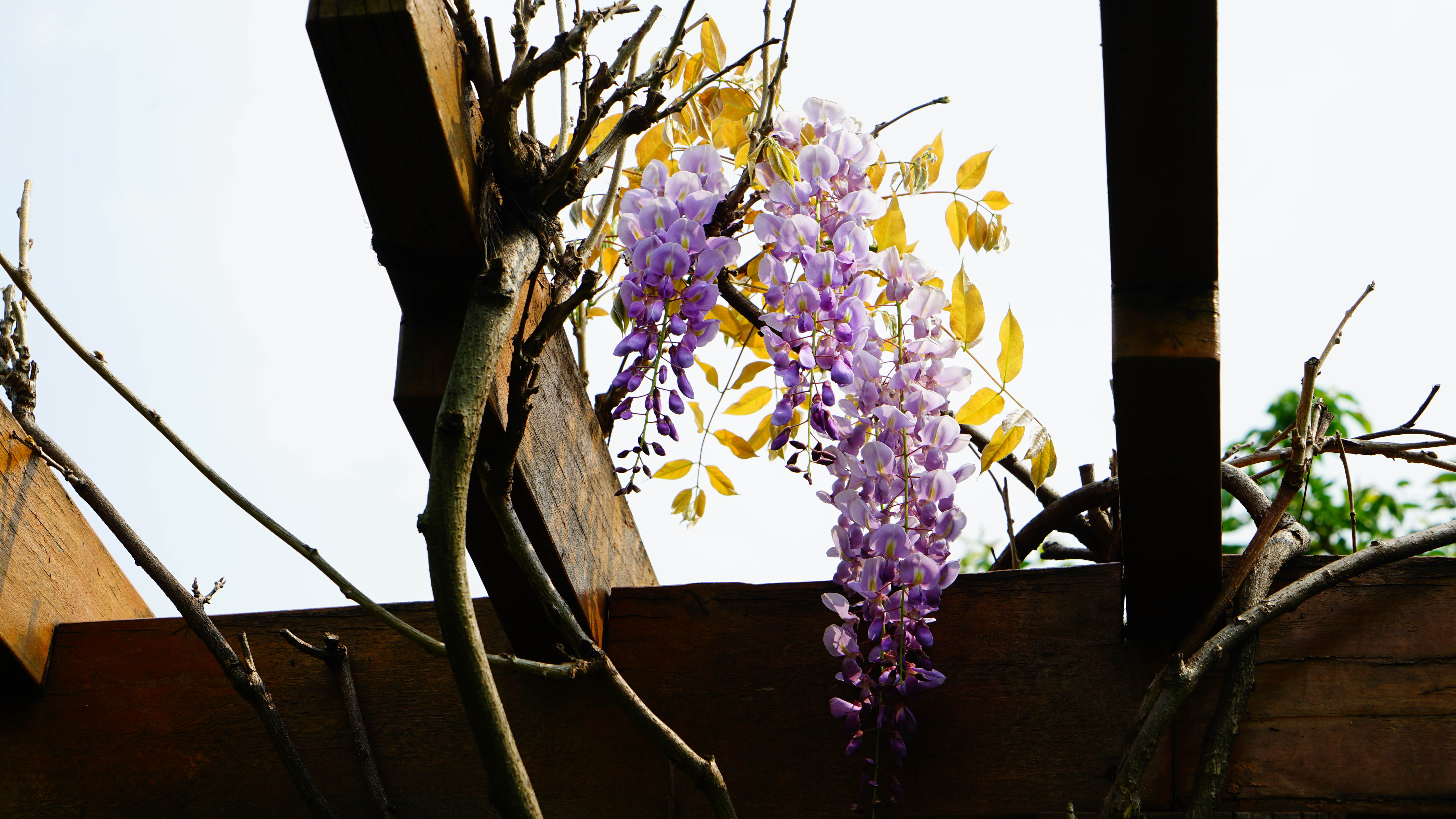 DSC00738.jpg
