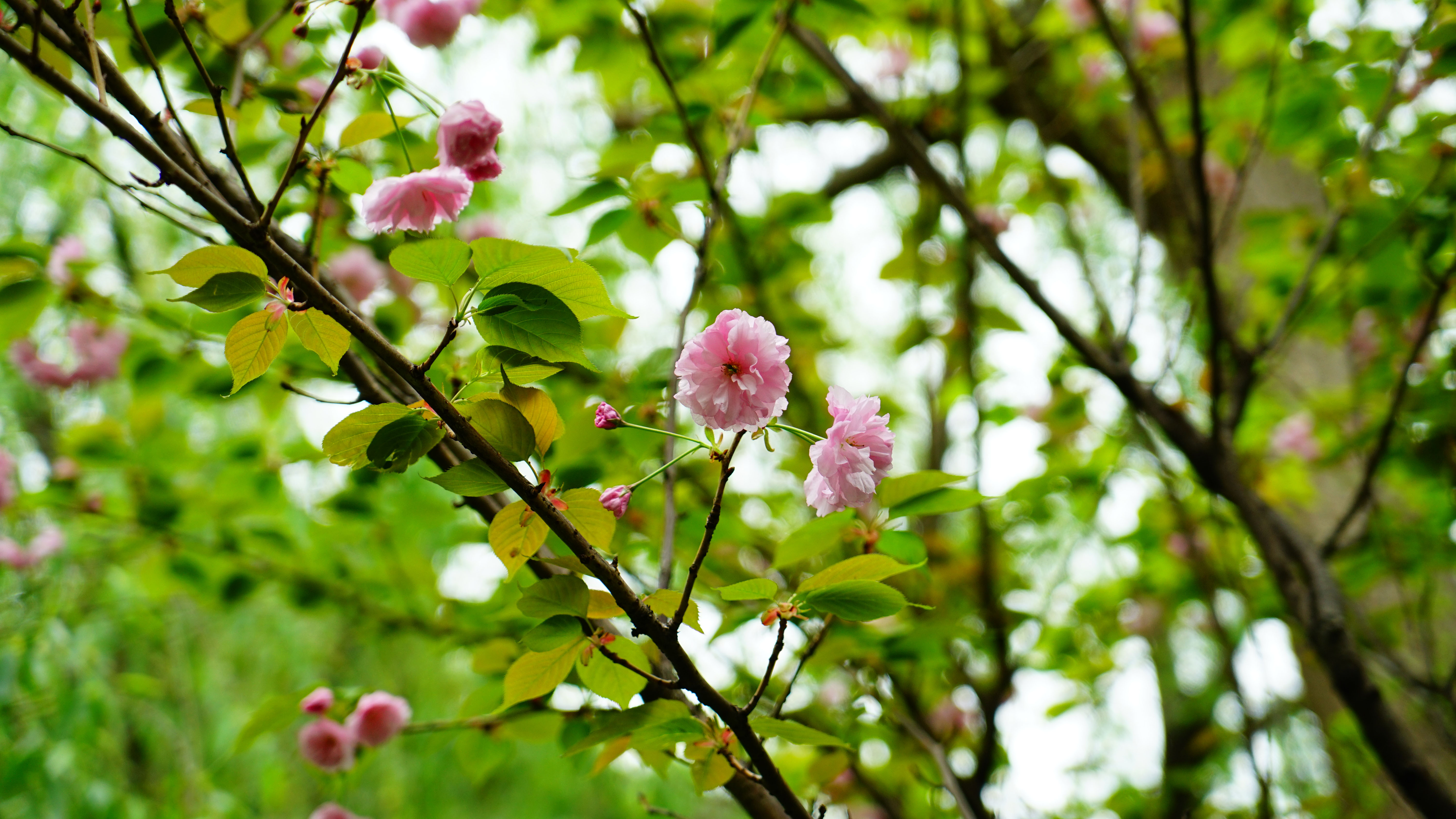 DSC09647_3.jpg